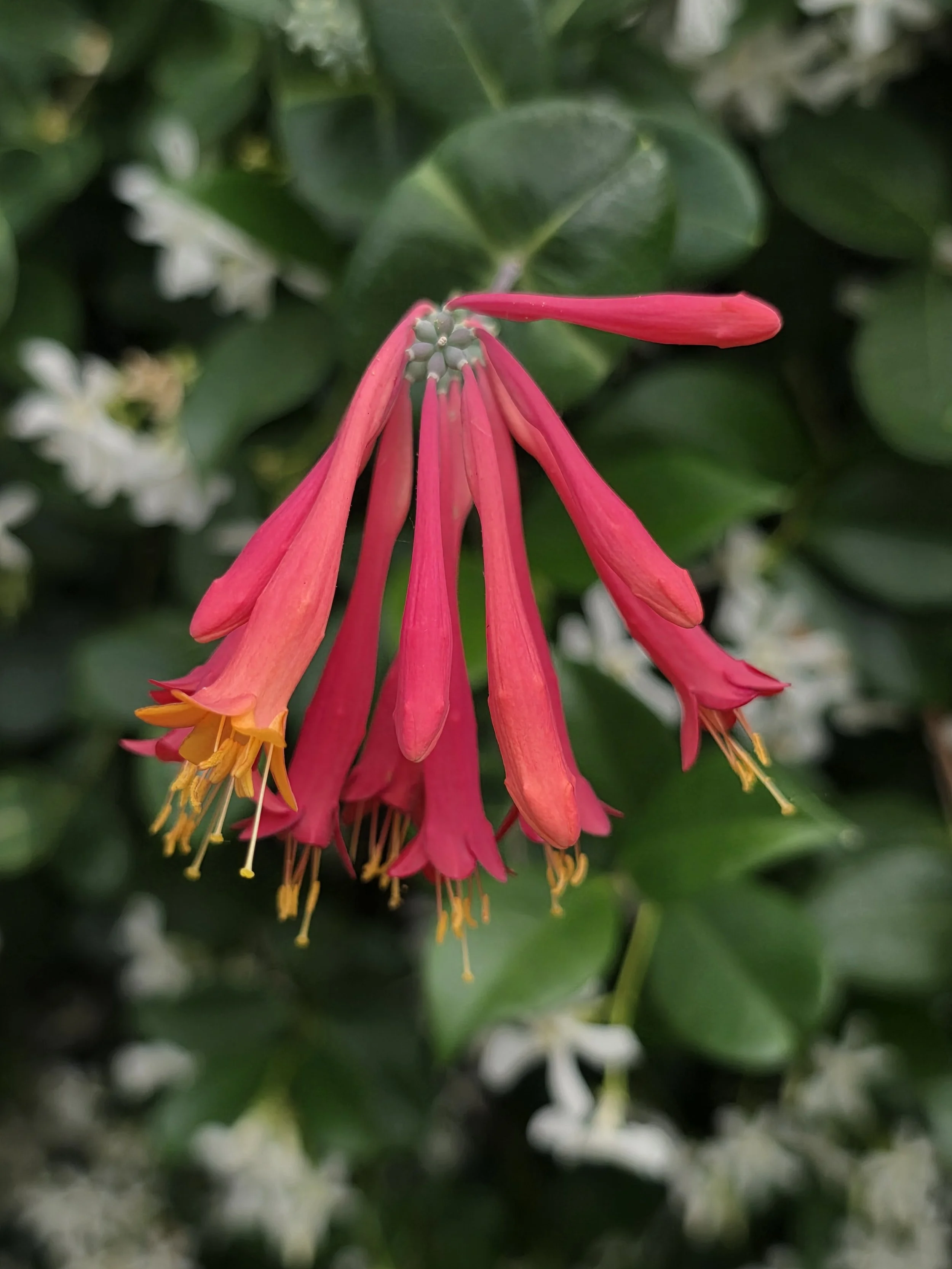 Louisiana honeysuckle, April 2026