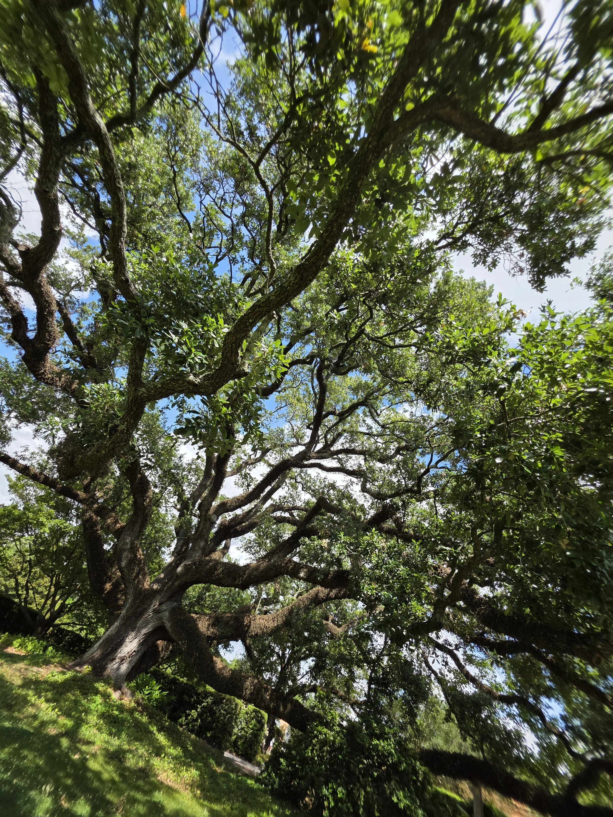 Live oak, New Orleans, April 2026