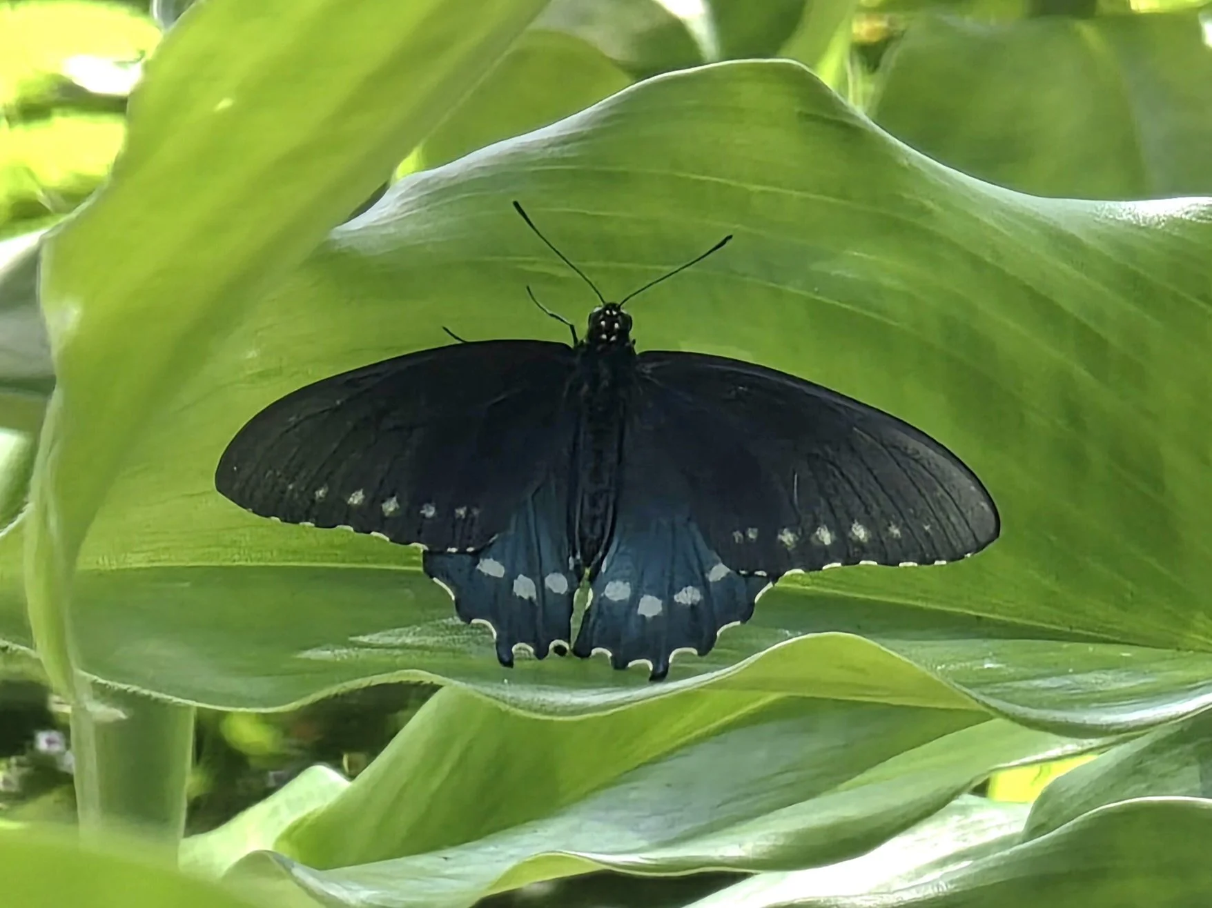 Swallowtail, New Orleans Botanical Gardens, April 2026