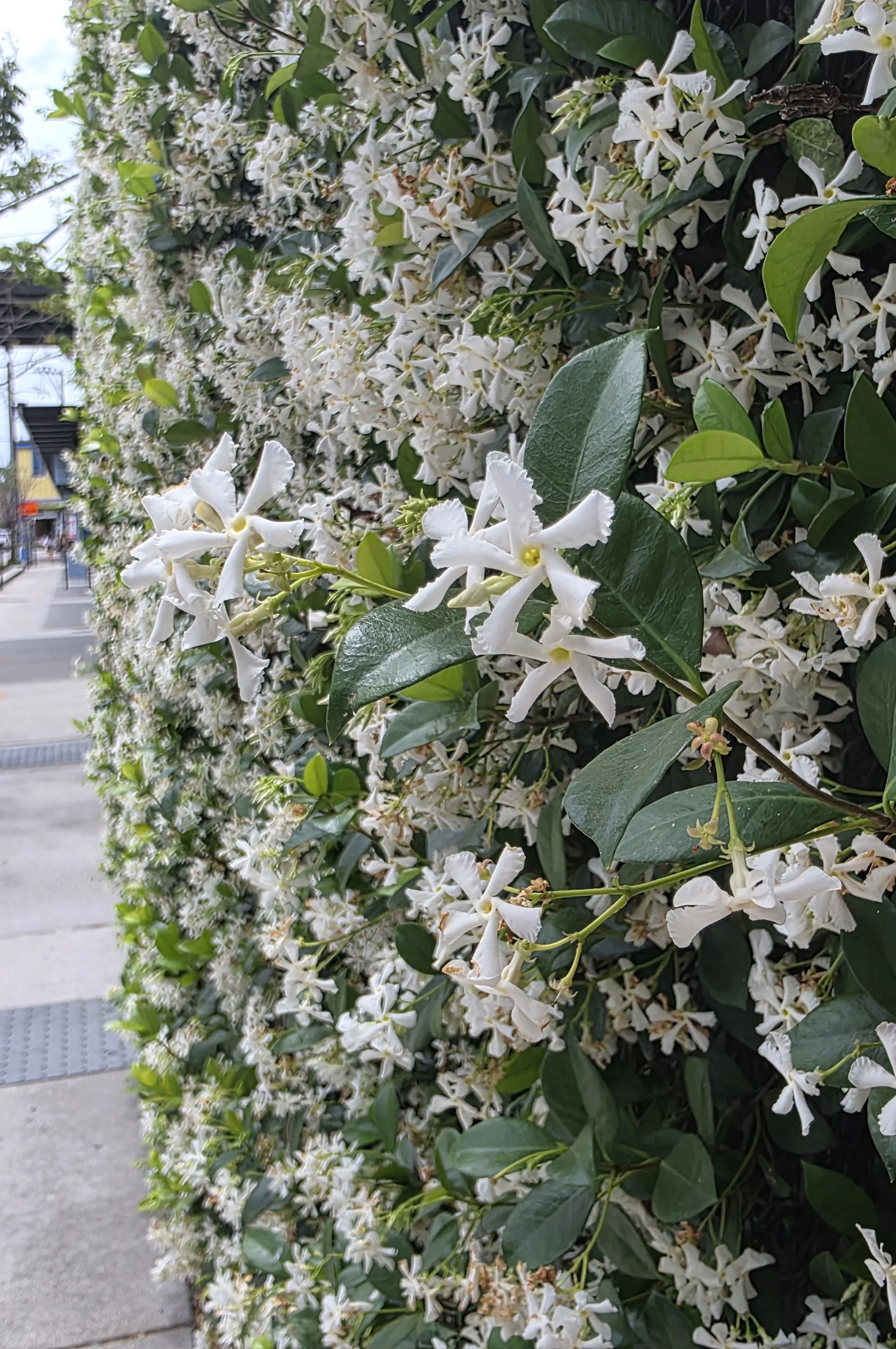 Walls of Jasmine, New Orleans, April 2026