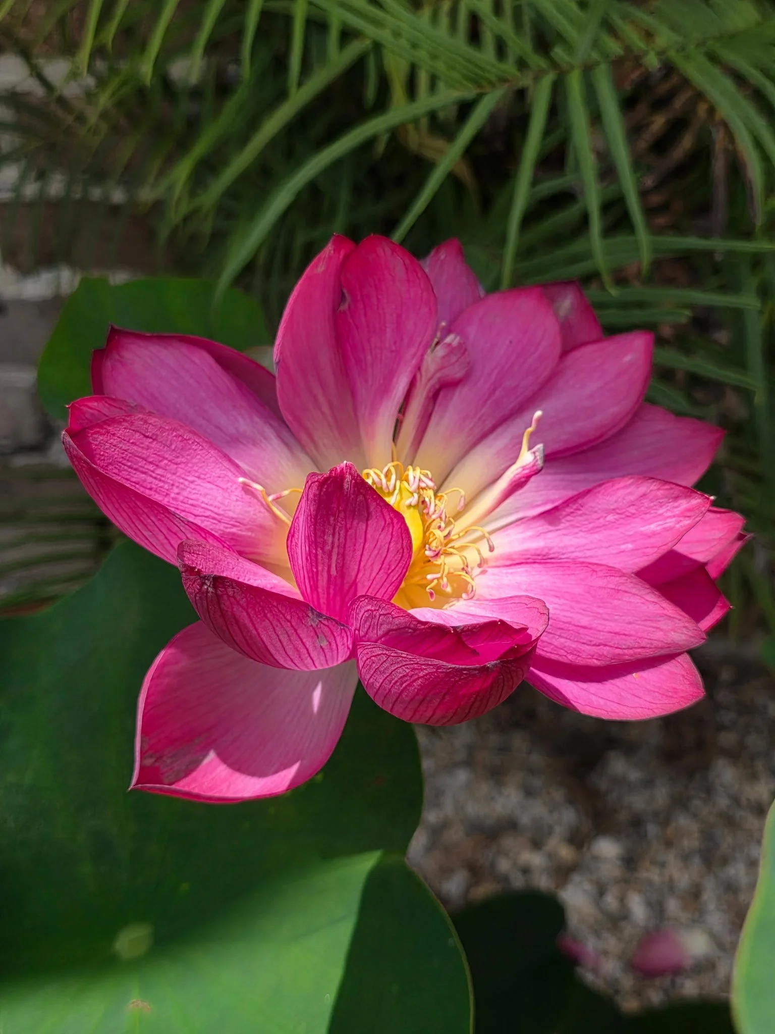 Water Lily, NOBG, April 2026