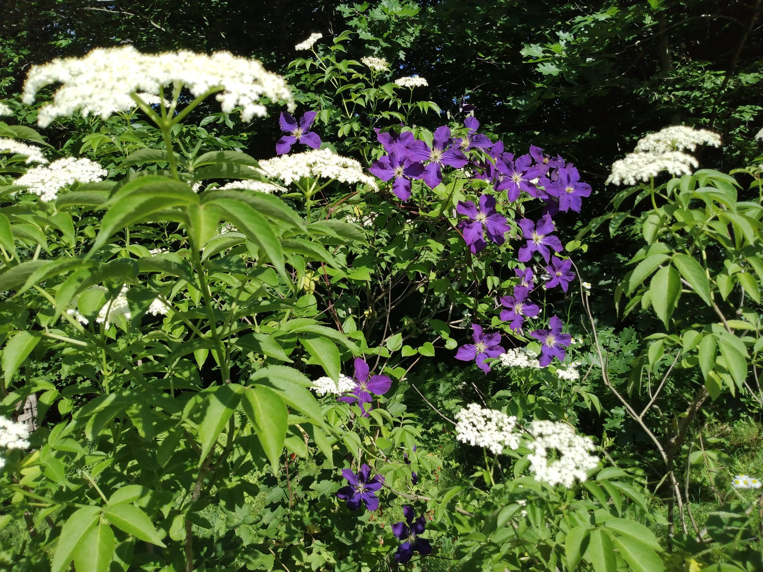 Clematis growing through Elderberry, 2025