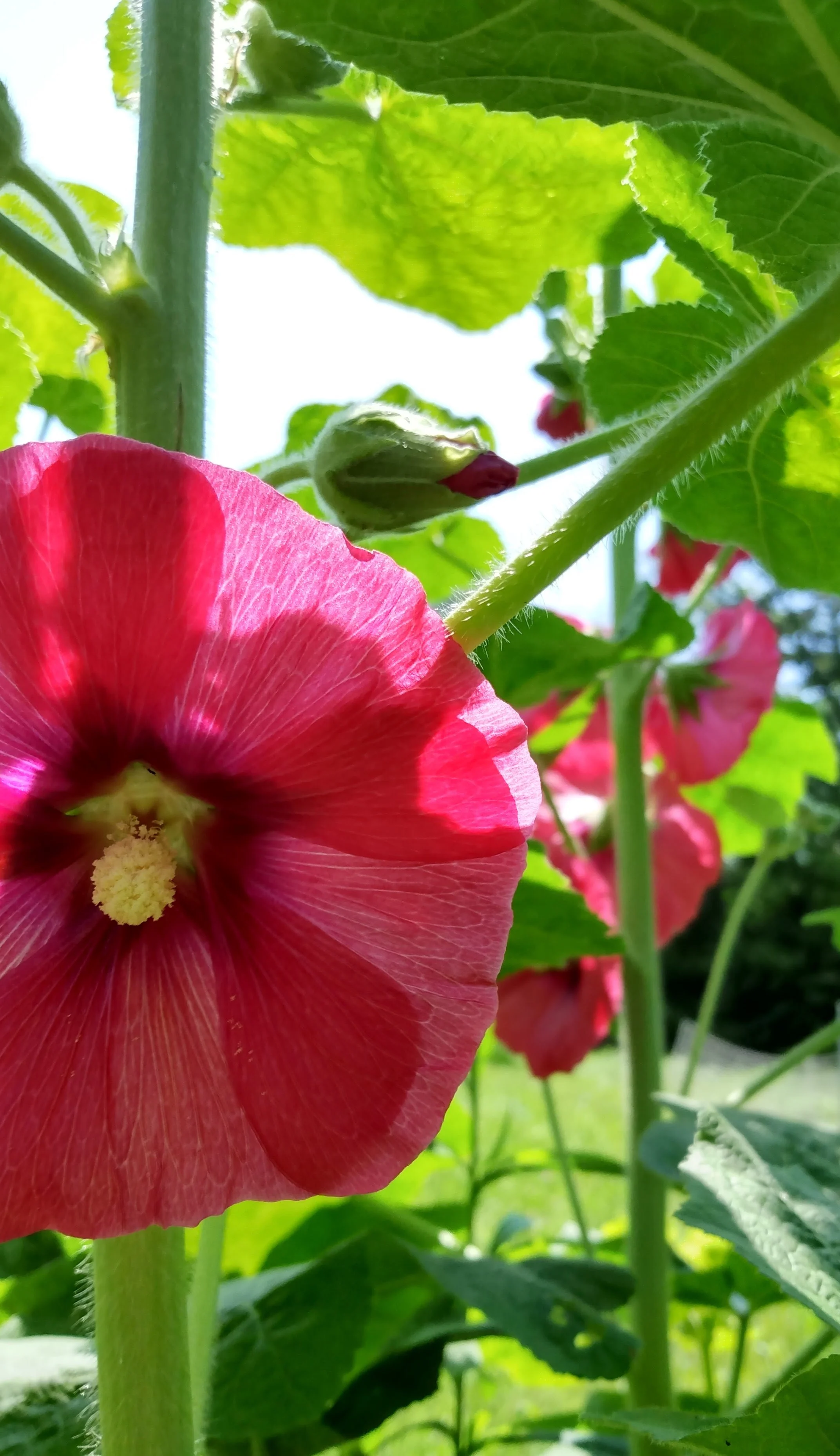 Hollyhock, 2025