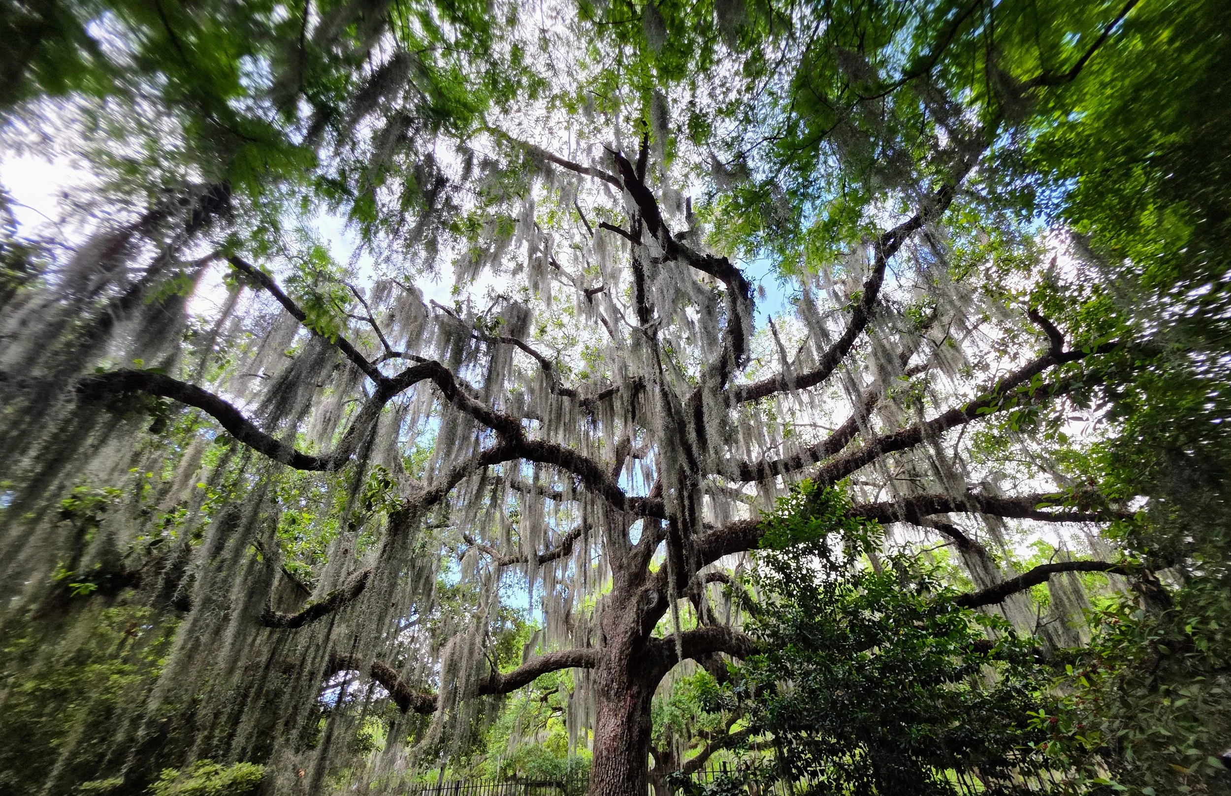 A live oak in New Orleans, April 2026