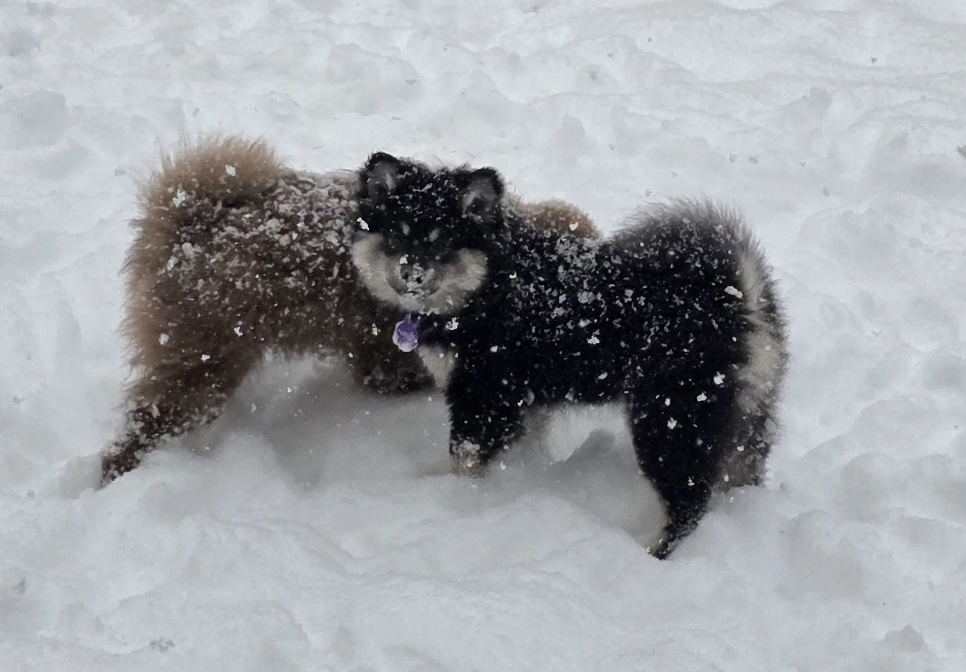 Brigid and Mairi's first snow storm, December, 2025