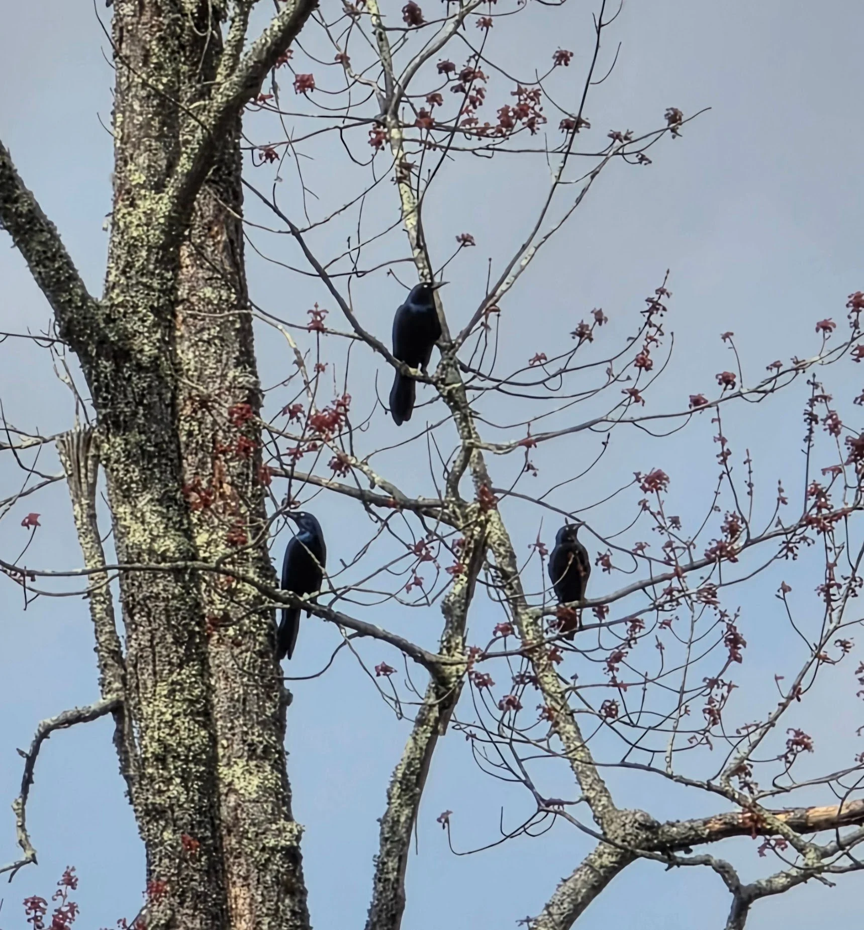 Three little birds, 2026