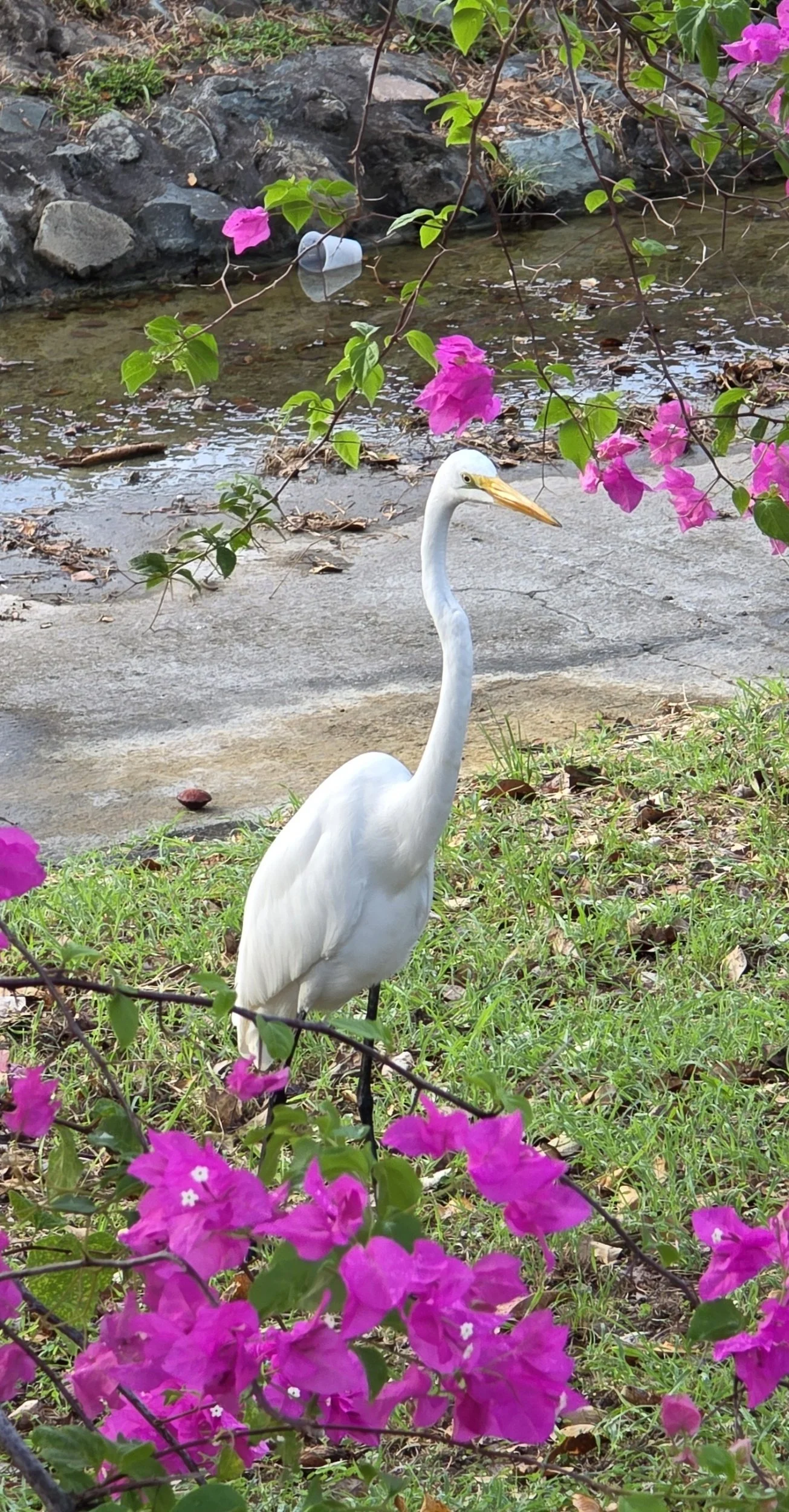 Great Egret, Mongoose Junction, St. John USVI, 2025