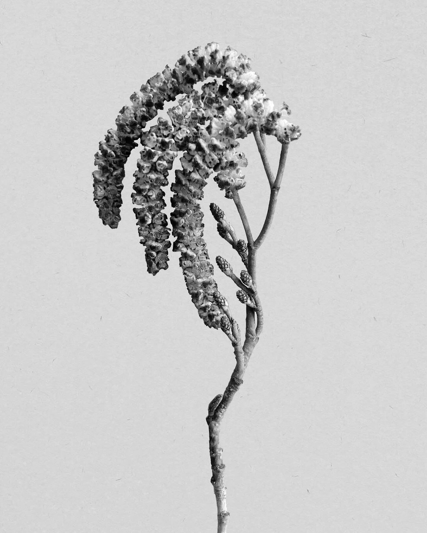 Black and white photograph of a flowering branch with multiple blossoms and buds.