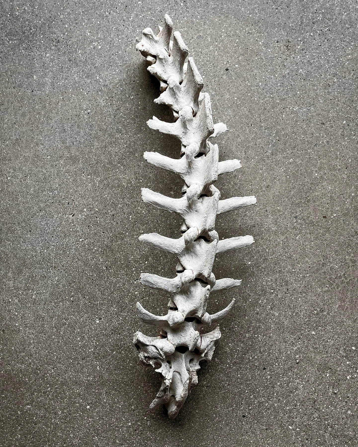 A white animal spine with vertebrae laid out vertically on a gray surface.