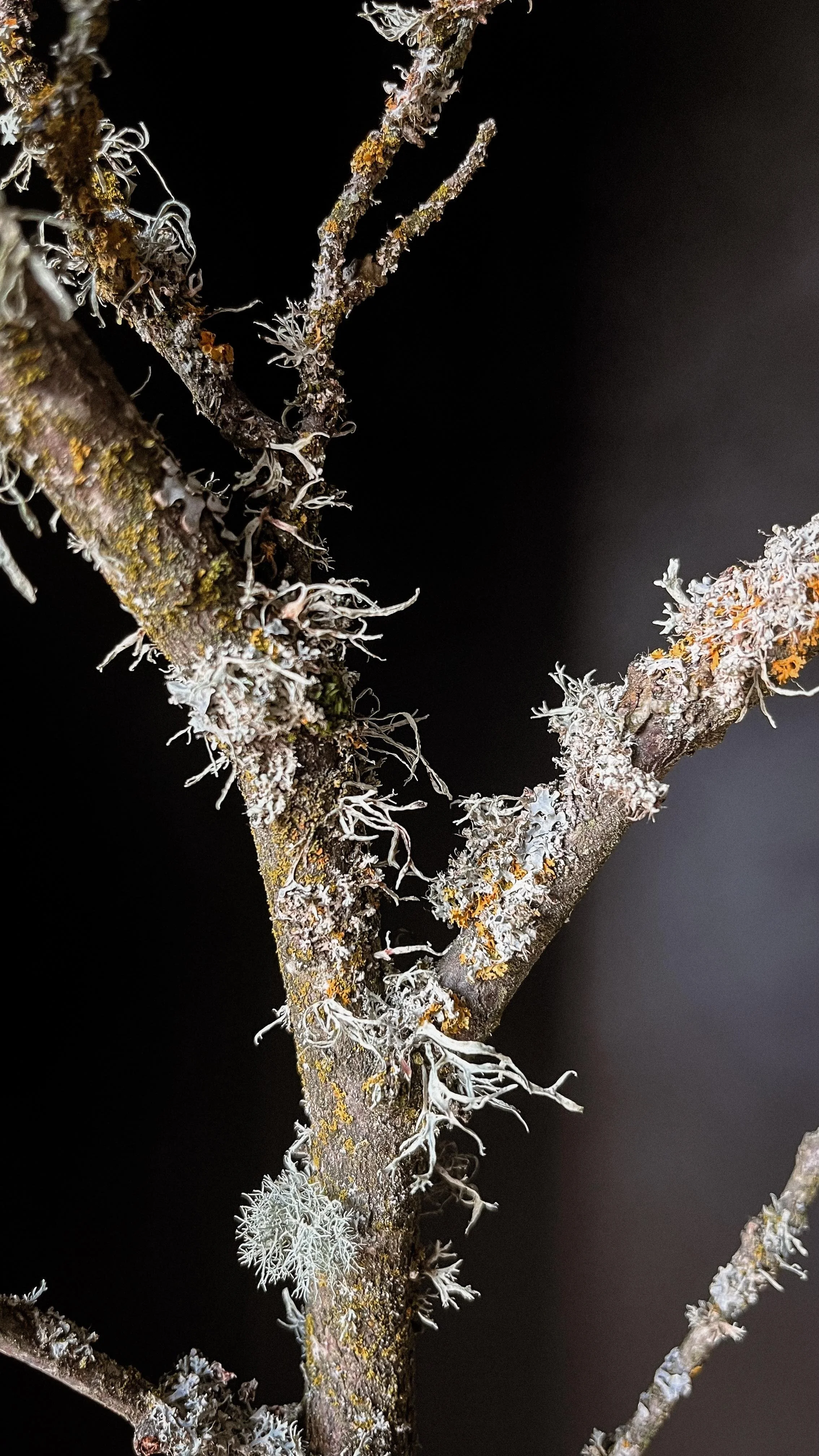 Close-up of tree branches covered in lichen, set against a black background.