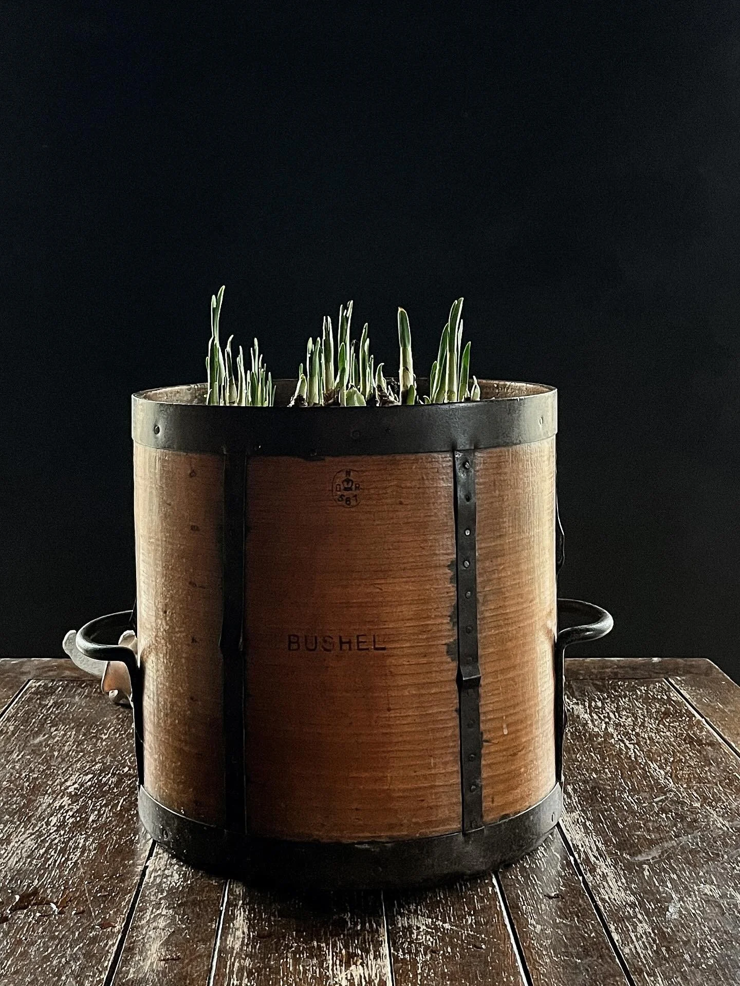 A vintage wooden bushel basket repurposed as a planter, containing green sprouting plants, placed on a rustic wooden surface against a dark background.