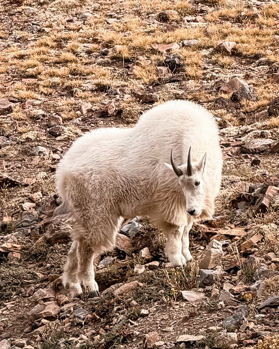 A mountain goat with white fur and small horns standing on rocky terrain.