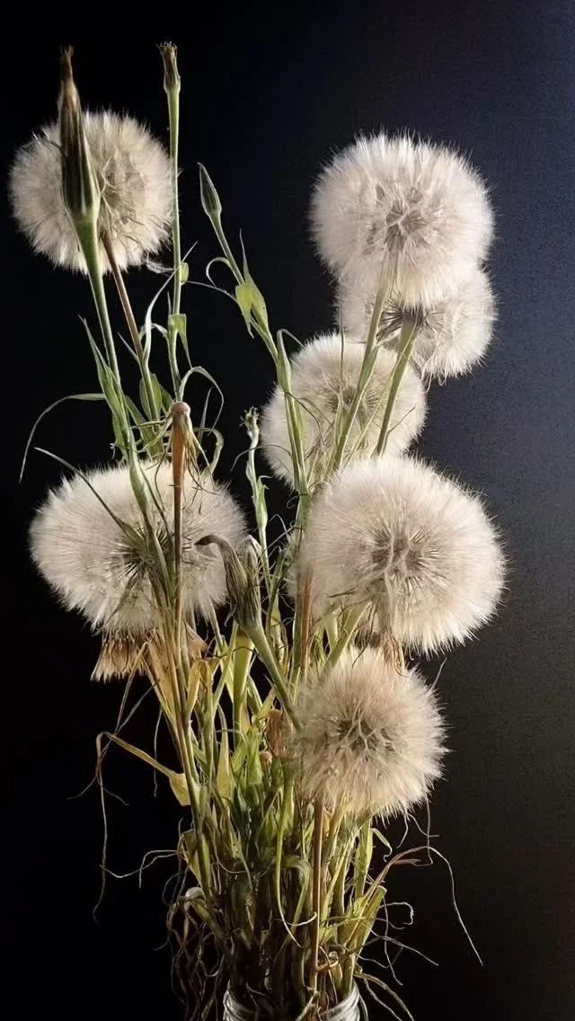 A bouquet of fluffy white dandelion seed heads with green stems against a black background.
