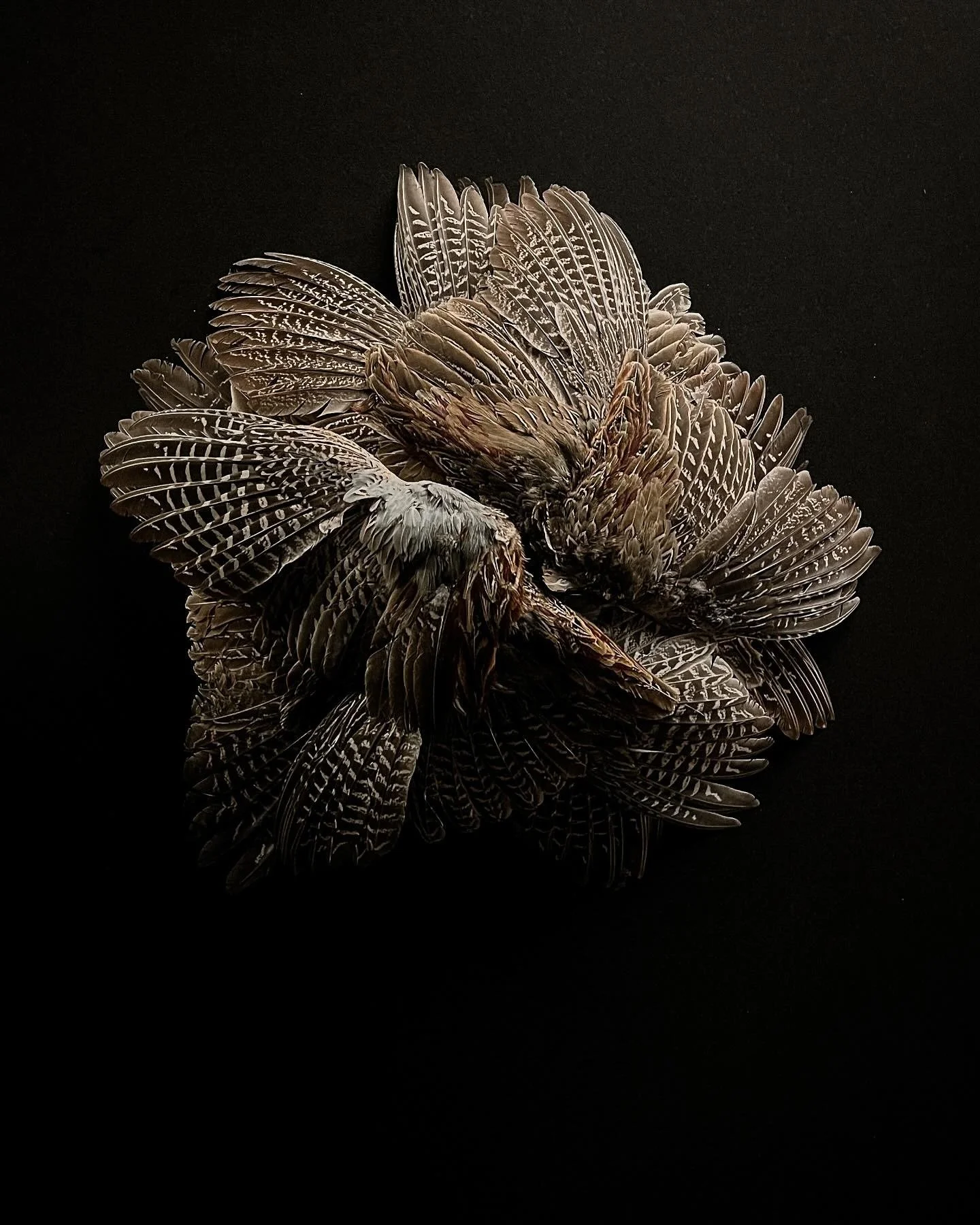 Bird with detailed feather patterns and brown plumage, curled up with wings partially open, on black background.