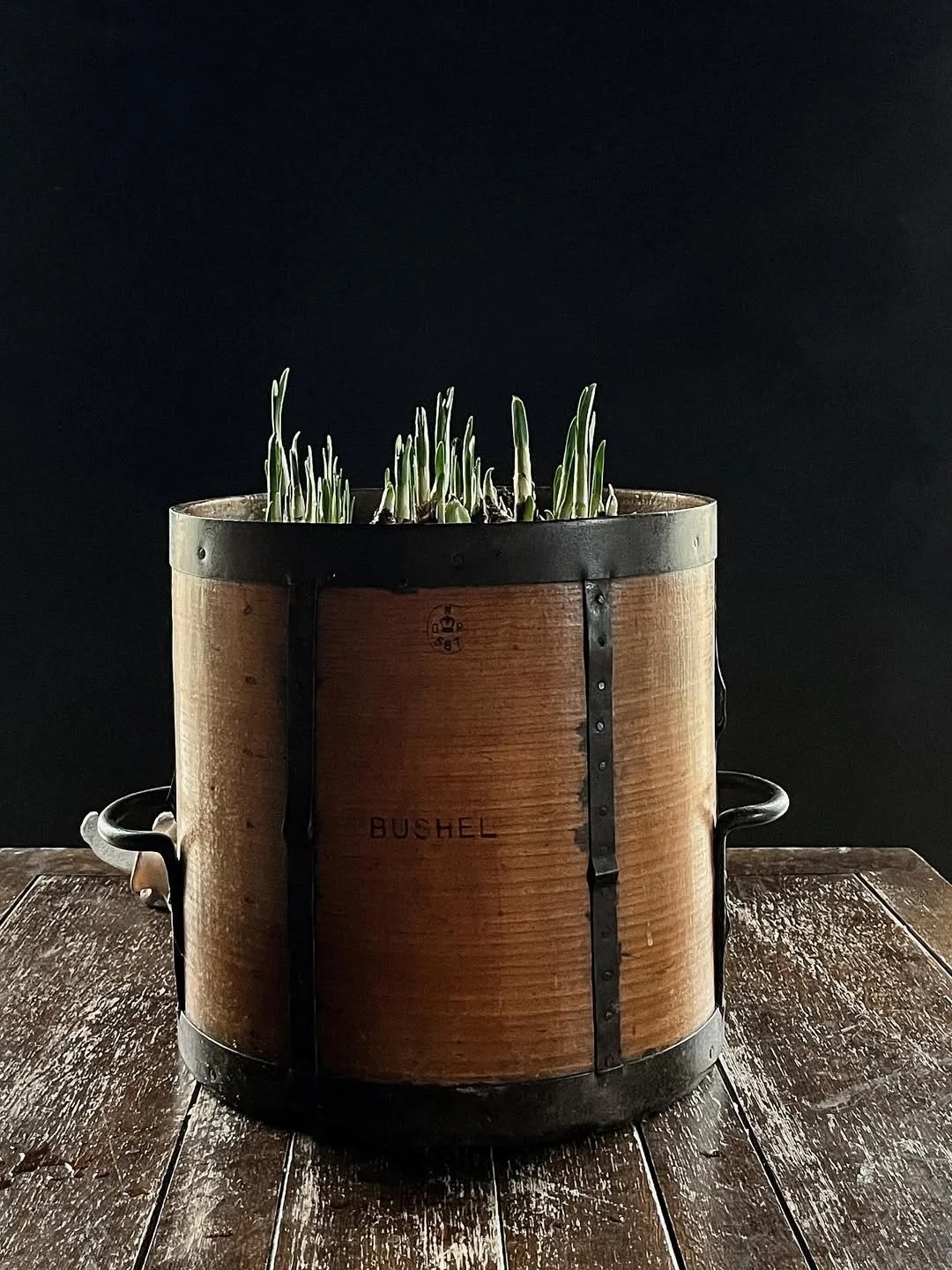 A wooden bucket with metal bands, labeled 'Bushel', contains green sprouting plants and is placed on a rustic wooden table against a dark background.