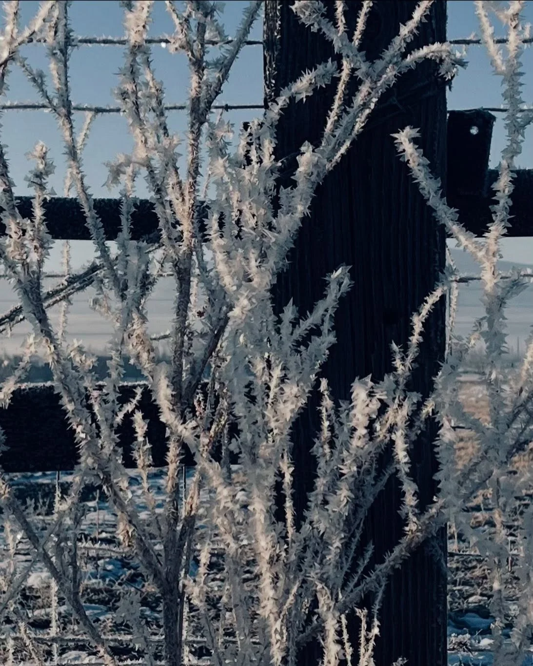 Frost-covered branches and twigs in front of a wooden post or power pole with a blue sky in the background.