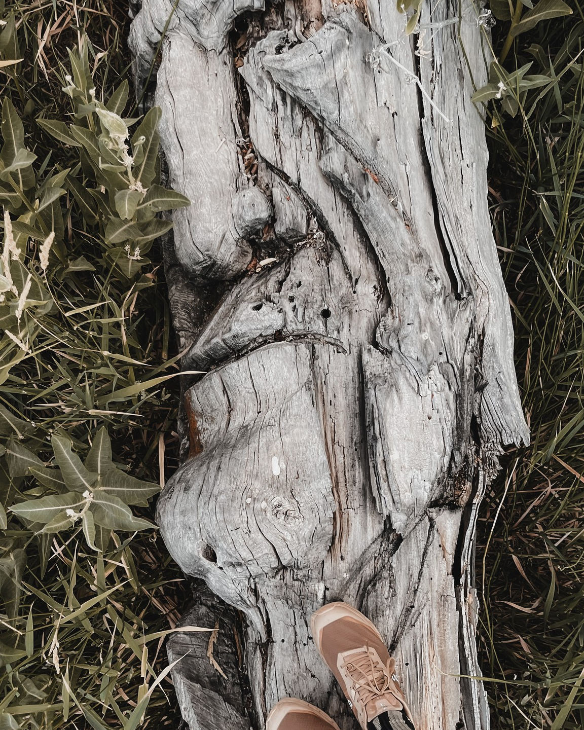 View of a weathered, fallen tree trunk on the grass, with a person's beige sneakers visible at the bottom of the image.