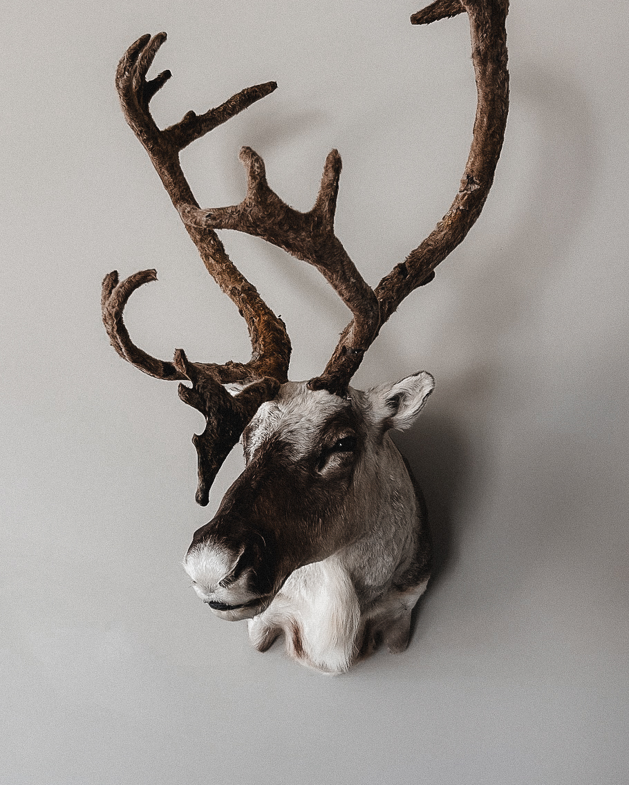 A mounted reindeer head with large, branching antlers on a plain light-colored wall.