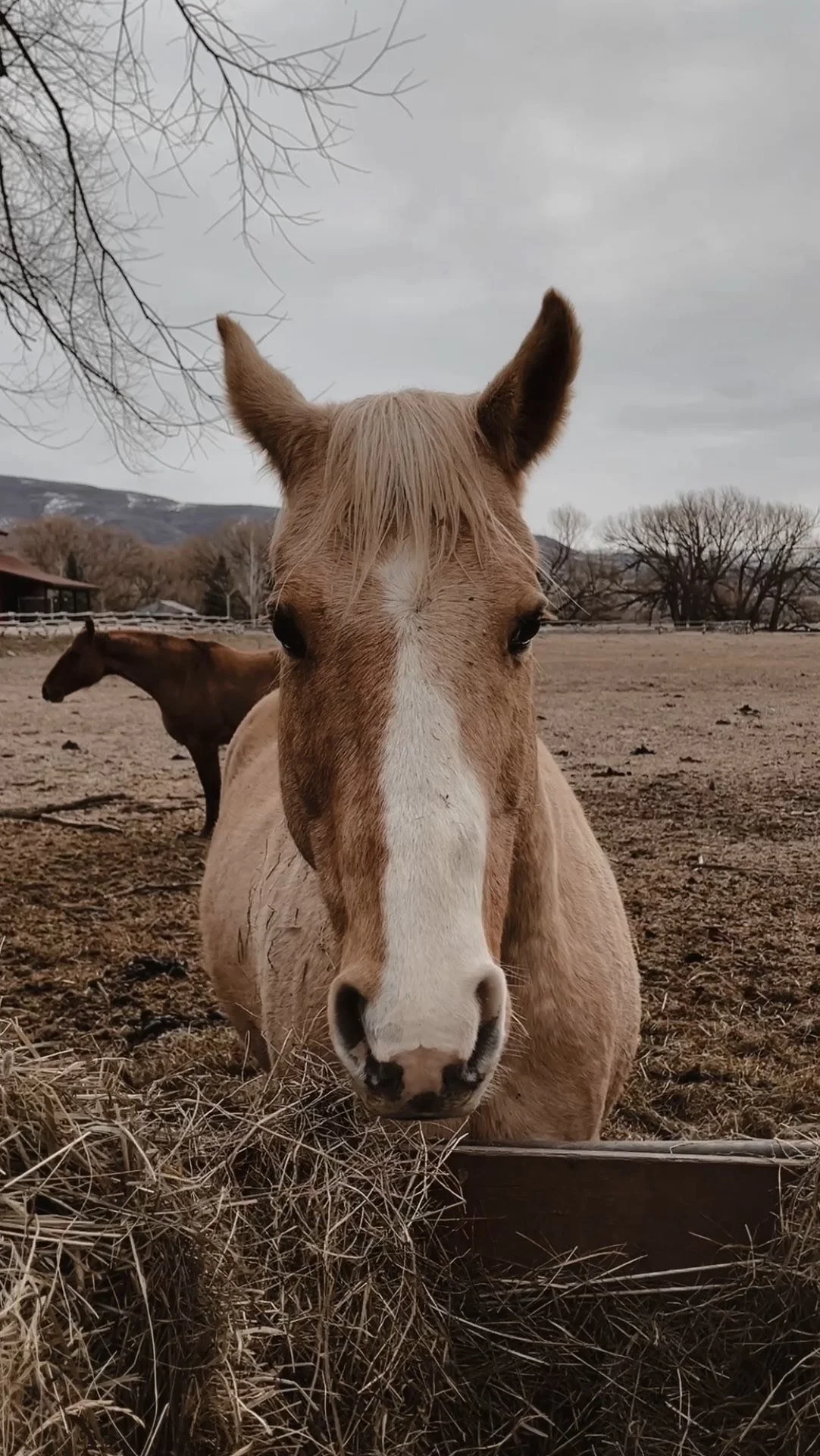 A tan horse with a white blaze on its face looking directly at the camera, with another horse in the background in a rural setting with a cloudy sky.