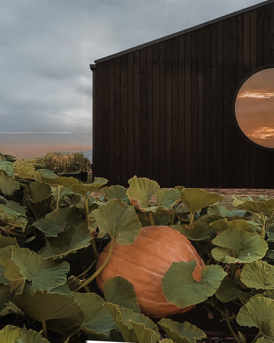 Pumpkin among green leaves in front of a dark wooden building with a round window reflecting the sky at sunset.