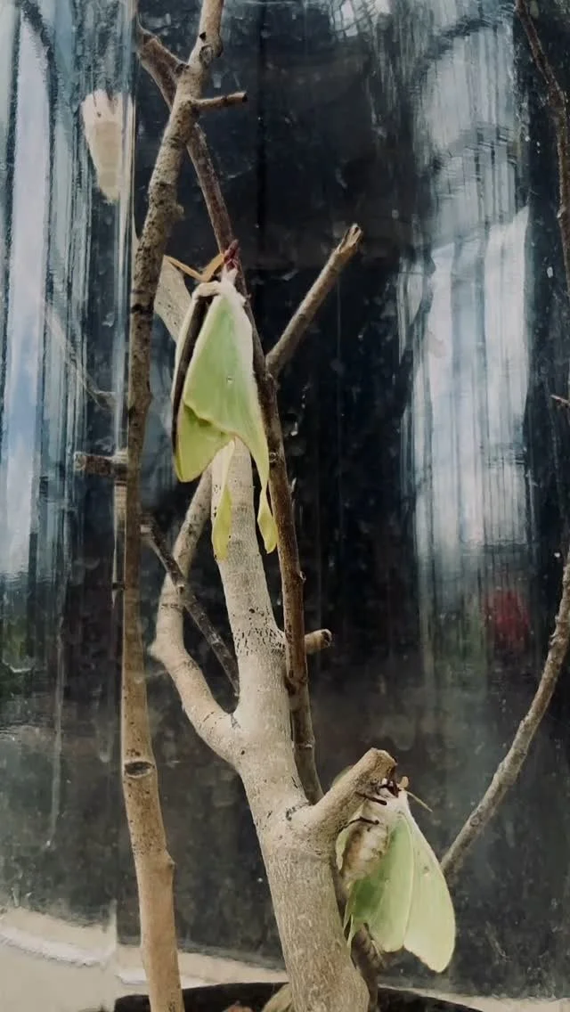 Two green moths resting on leafless tree branches inside a glass enclosure.