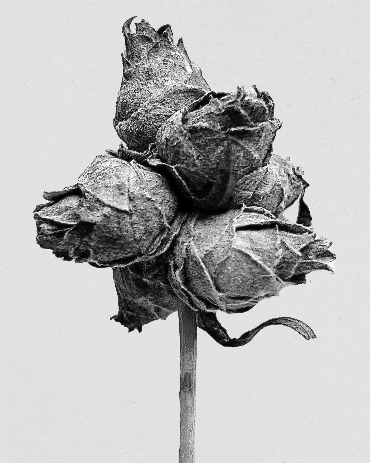 Black and white image of a withered rose with dried petals and leaves on a stem.