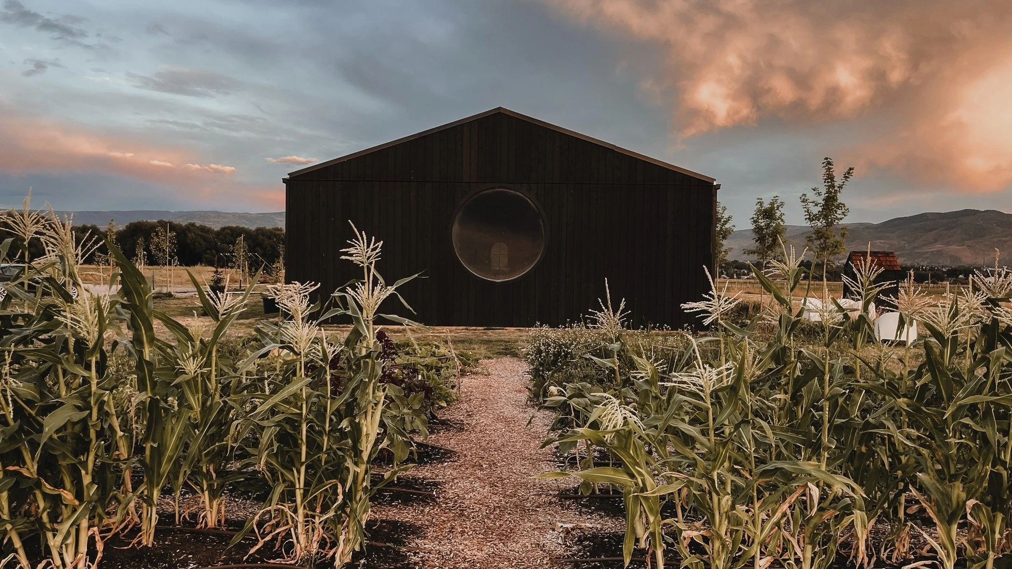 A large black barn with a circular window in the center, positioned in a farm field of tall corn plants with white tassels, under a partly cloudy sky at sunset.
