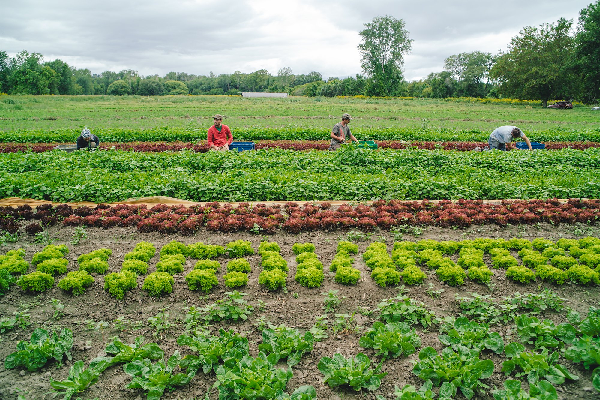 5 Reasons Why Signing Up For a CSA Share is Good For Your Health (And Your Wallet)</a>