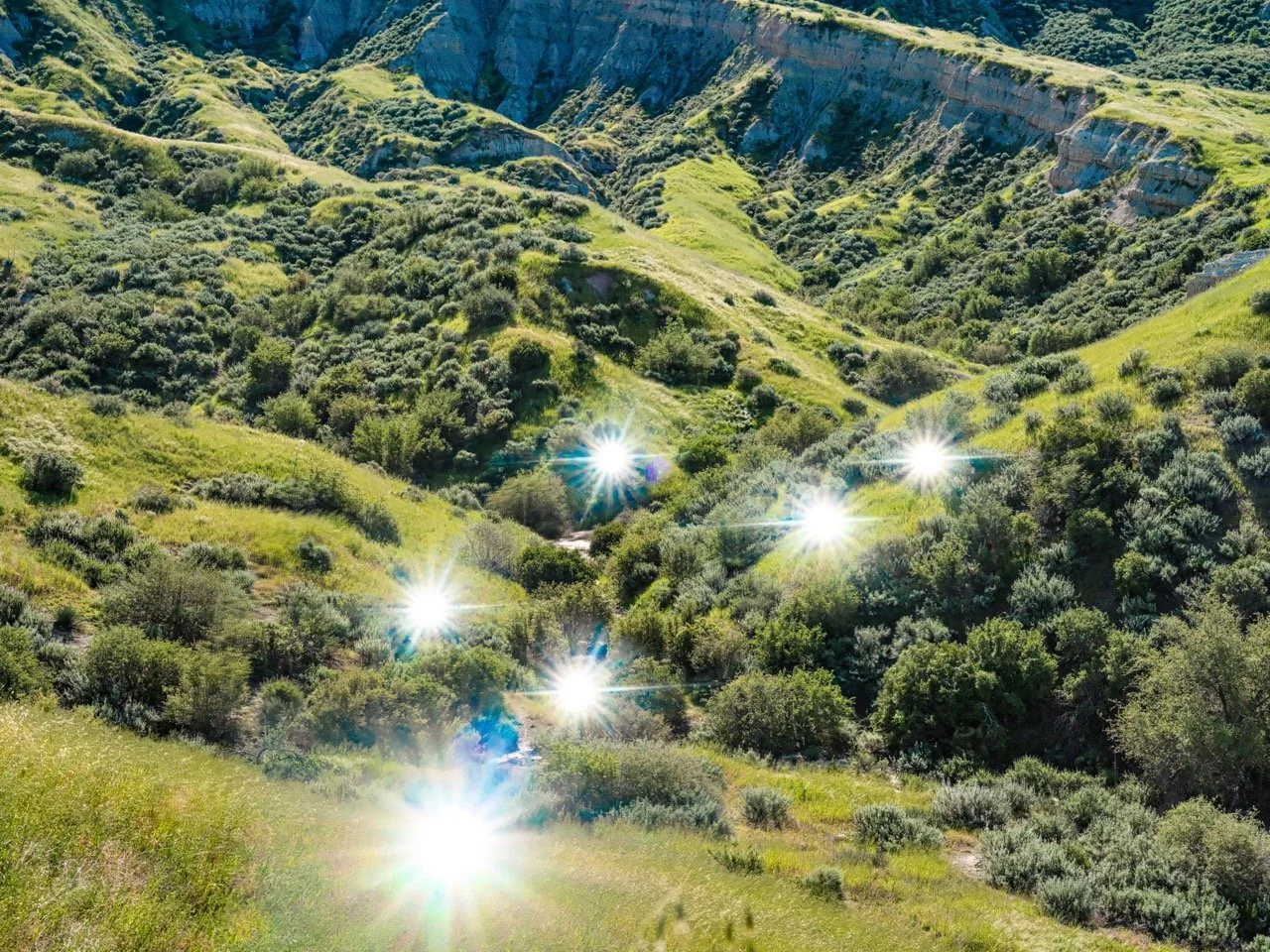 NoelWaldron-Lightfield-2026.jpeg