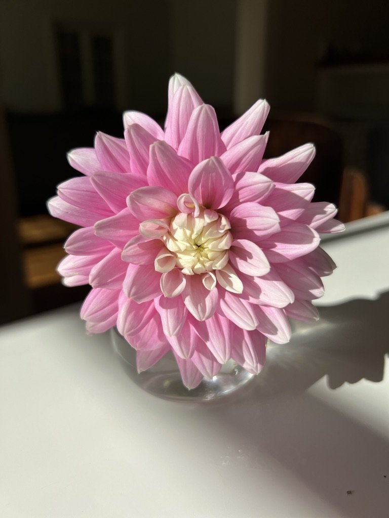 Popsicle Toes Dahlia