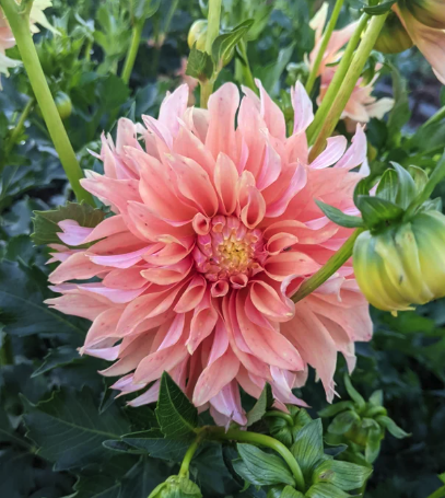 Tyrell Dahlia Tuber
