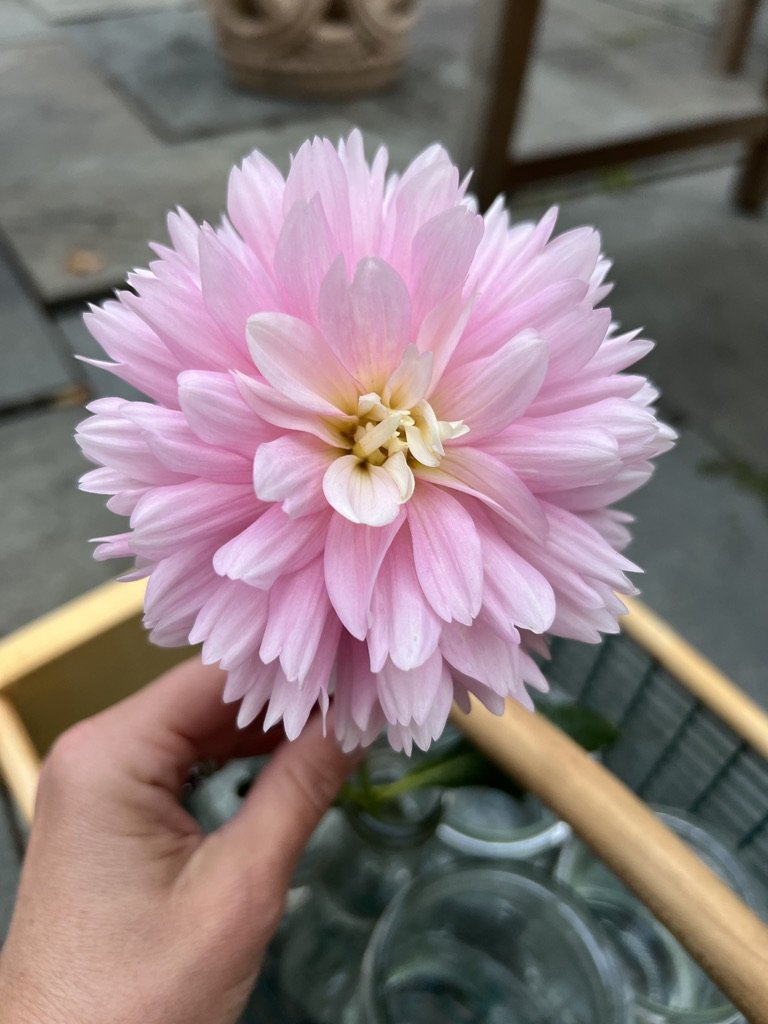 Chilson’s Pride Dahlia