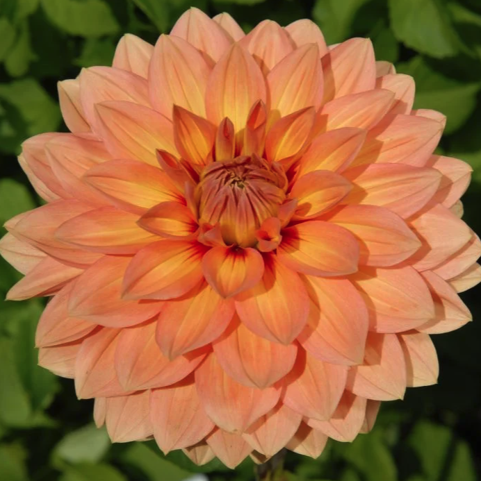Nicholas Dahlia Tuber