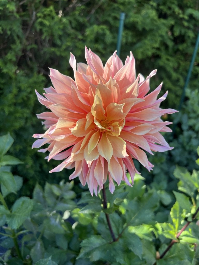 Labyrinth