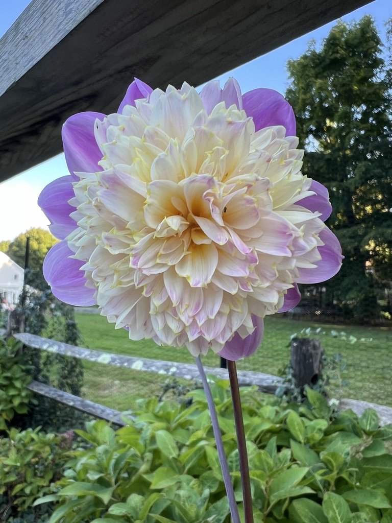 Takeoff Dahlia
