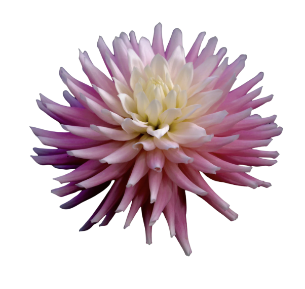 Bloomquist Daniella Dahlia Tuber