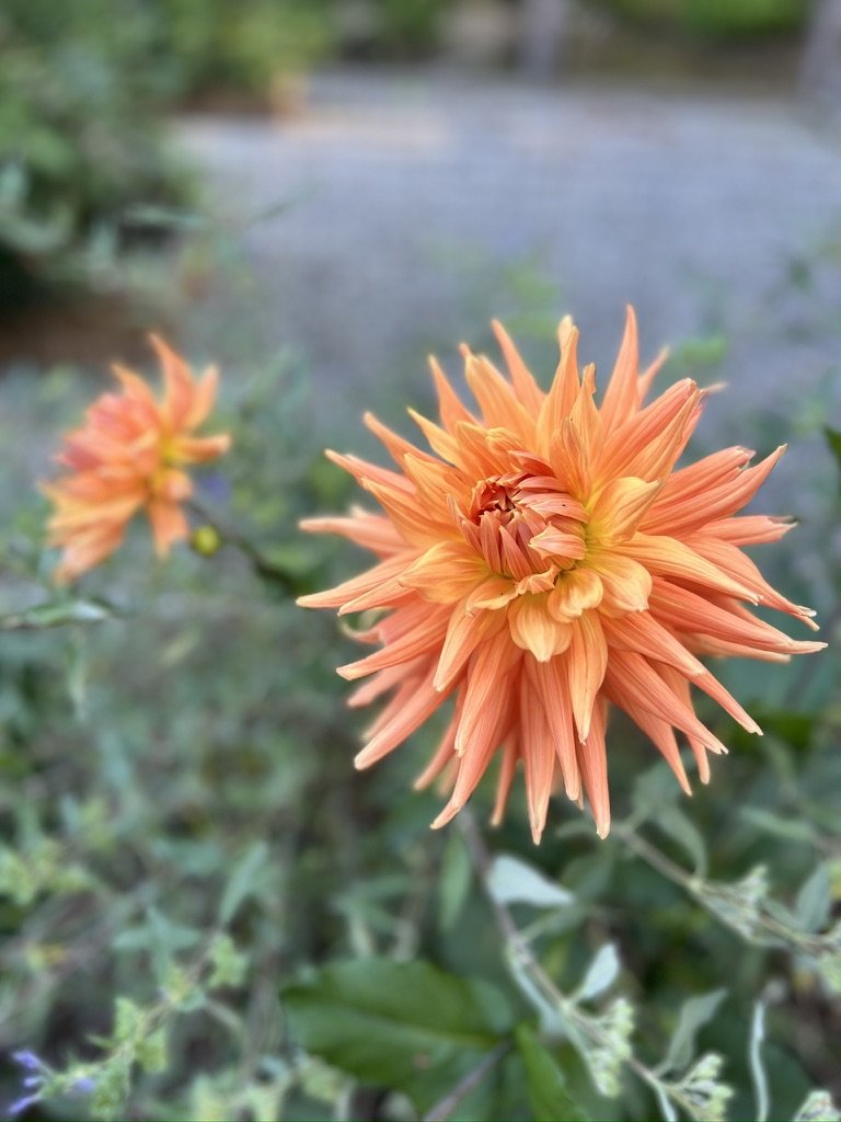 0F6141F5-0776-4AF4-AA3B-728854ACE54F_1_105_c.jpeg