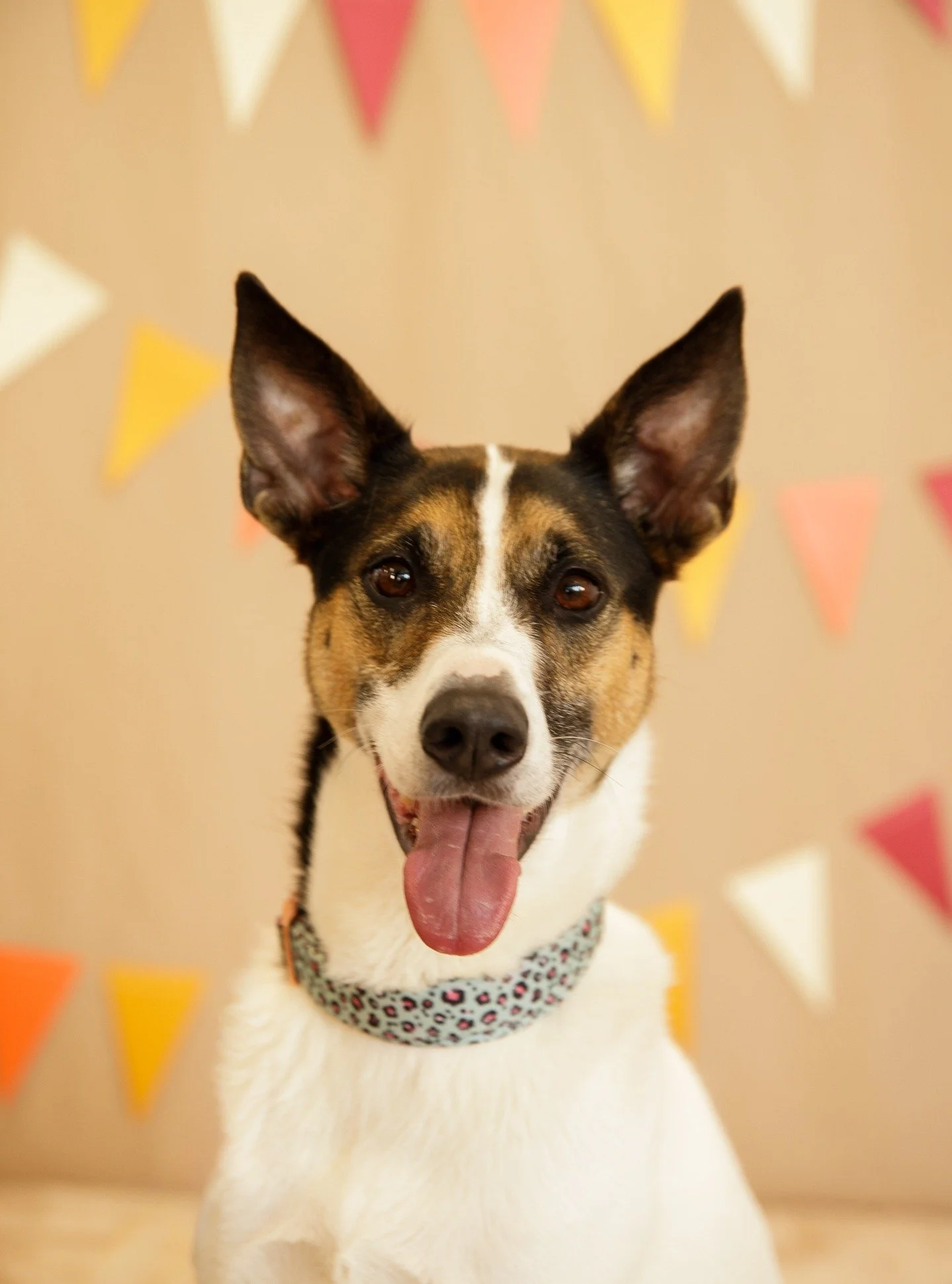 A little sampling of yesterday's dog portraits at the Dog Day Afternoon event at @shac_vfaa πΎ
Spending the afternoon petting dogs and meeting new human friends was the absolute best! 
#dogsofinstagram #dogphotographers #meetmeinmilford #womeninmil