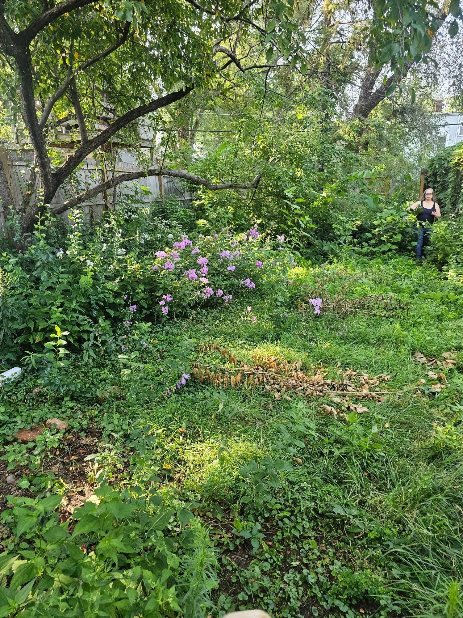 Overgrown backyard before landscape transformation — Hamline-Midway Saint Paul MN — Heritage Outdoors 2025
