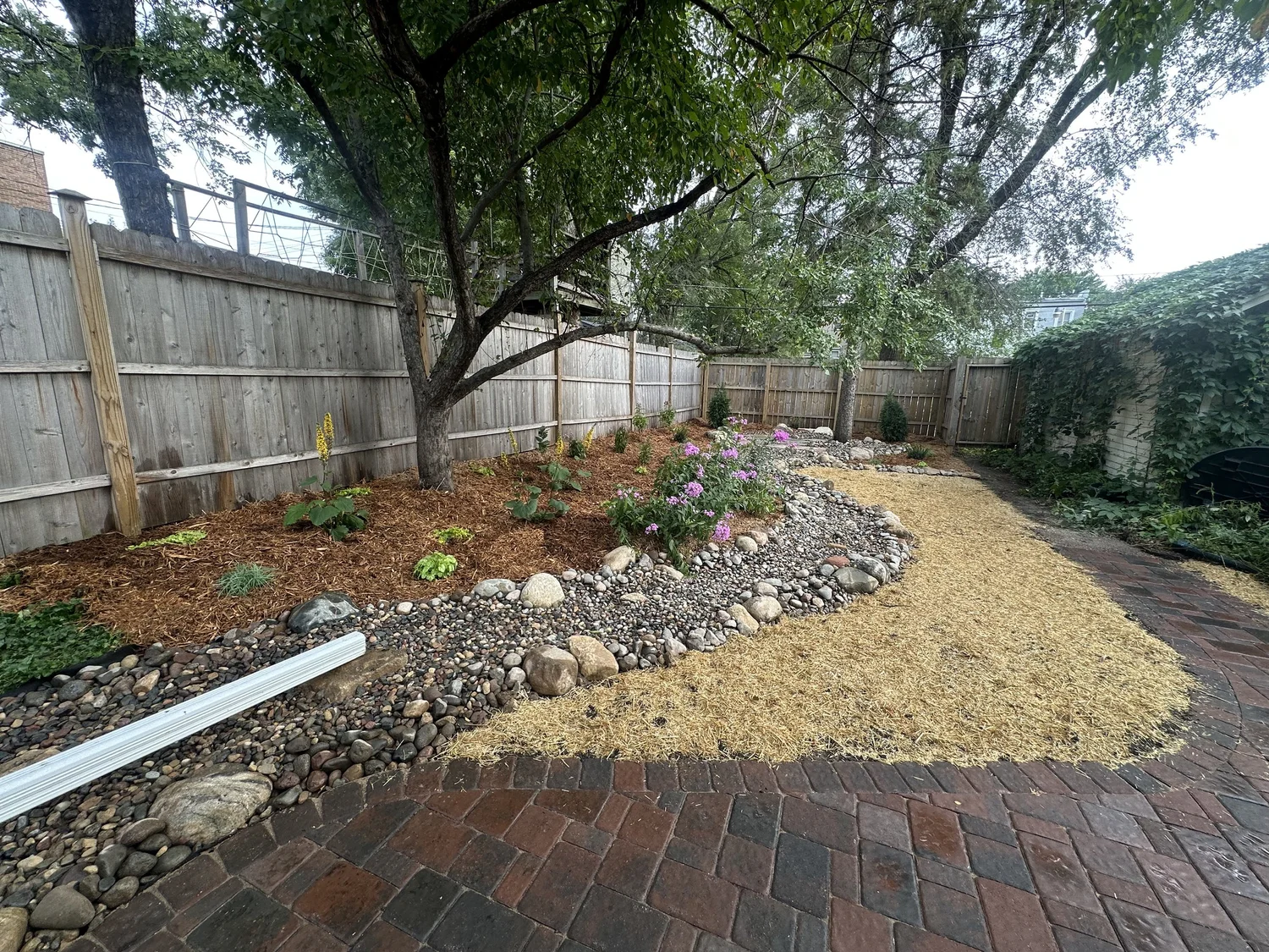 Pollinator garden with evergreens and fescue clover lawn — Hamline-Midway Saint Paul MN — Heritage Outdoors 2025