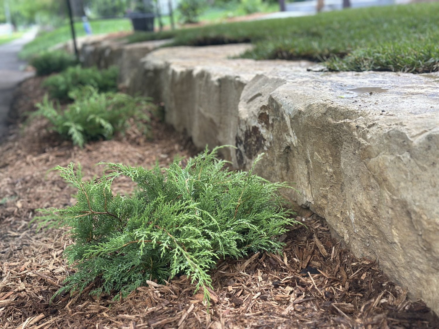 Limestone cube wall and Russian cypress detail — Saint Paul MN — Heritage Outdoors 2025