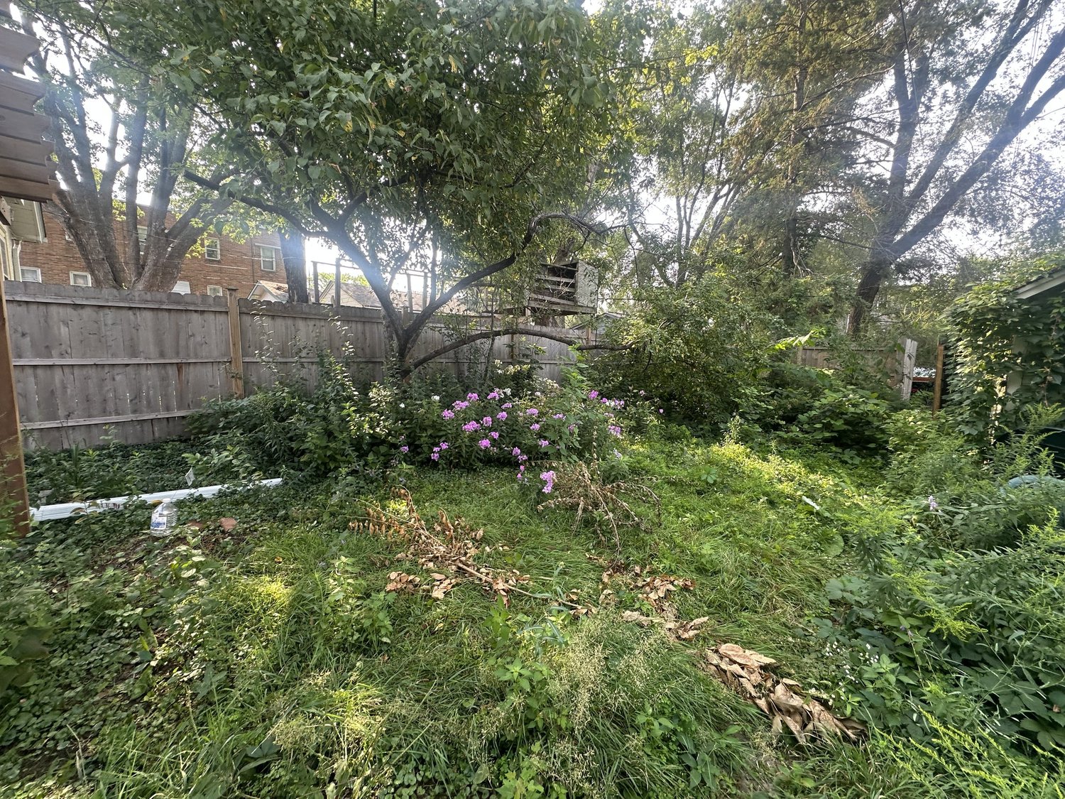 Overgrown backyard before landscape design — Hamline-Midway Saint Paul MN — Heritage Outdoors 2025