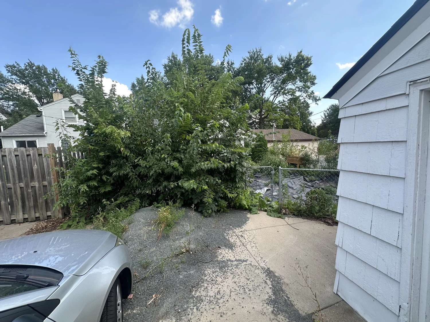 Before — overgrown side yard toward garage, Como Park Saint Paul — Heritage Outdoors