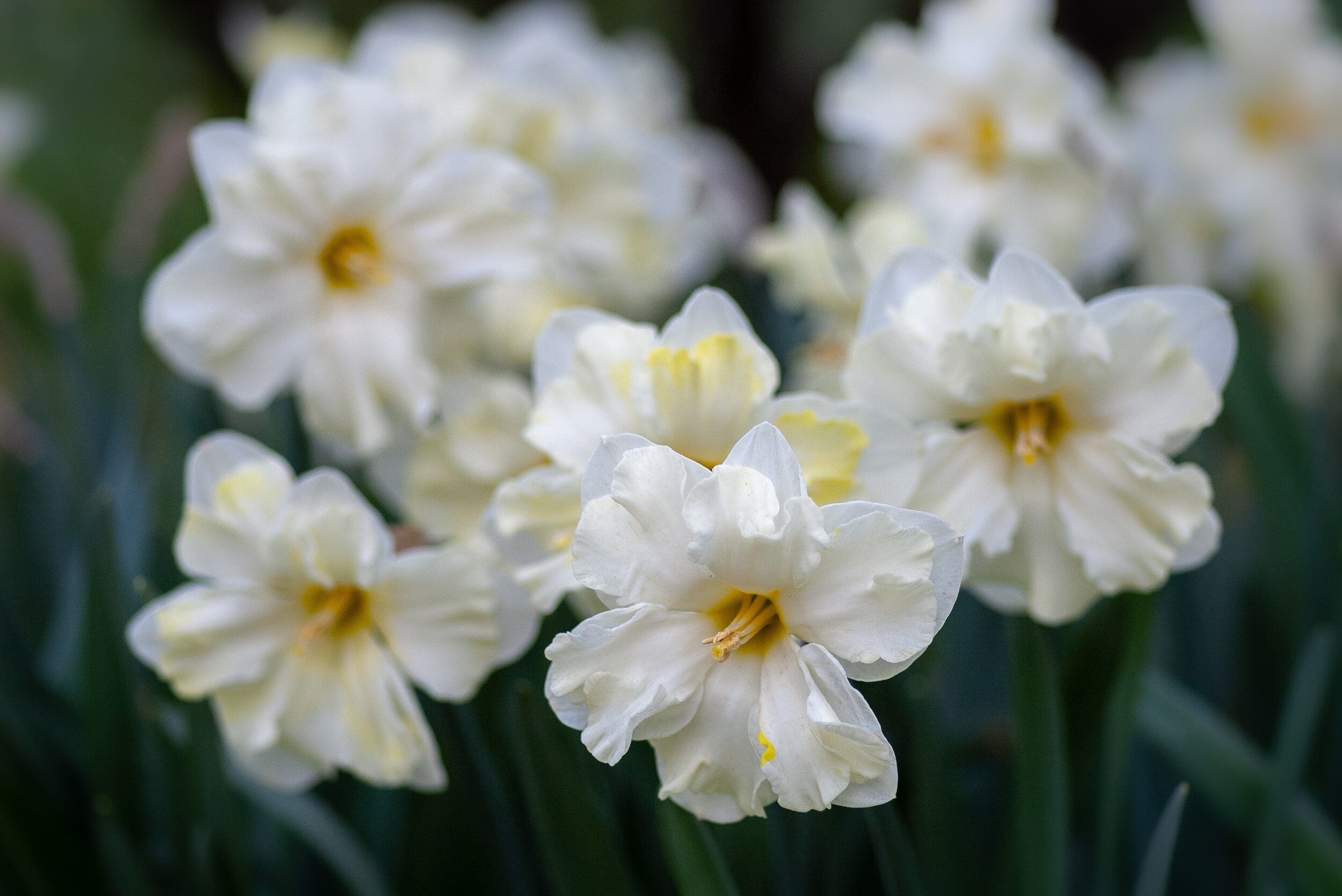 Spring 2024: You-Pick Specialty Daffodils