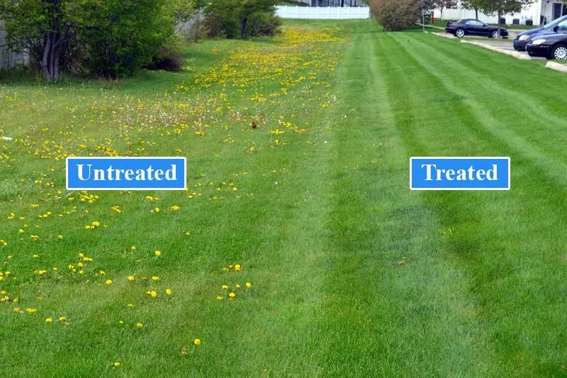 Comparison of a lawn showing untreated section with weeds and yellow flowers on the left, and treated section with evenly cut grass on the right.