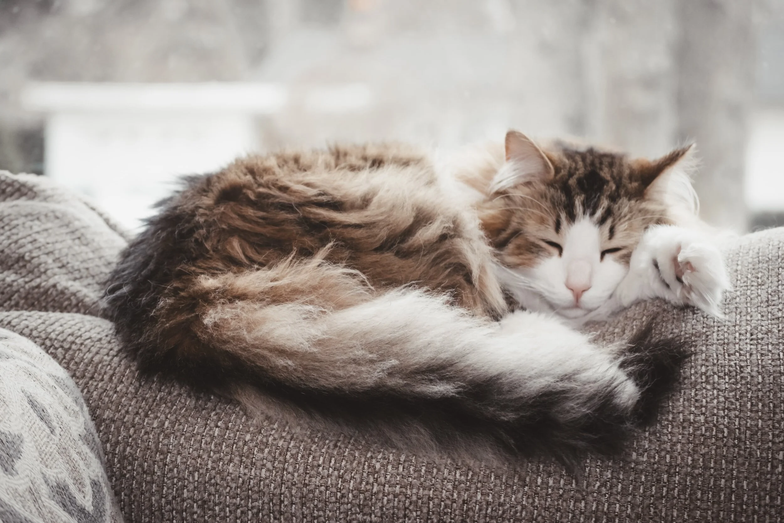 A Lazy Life? 