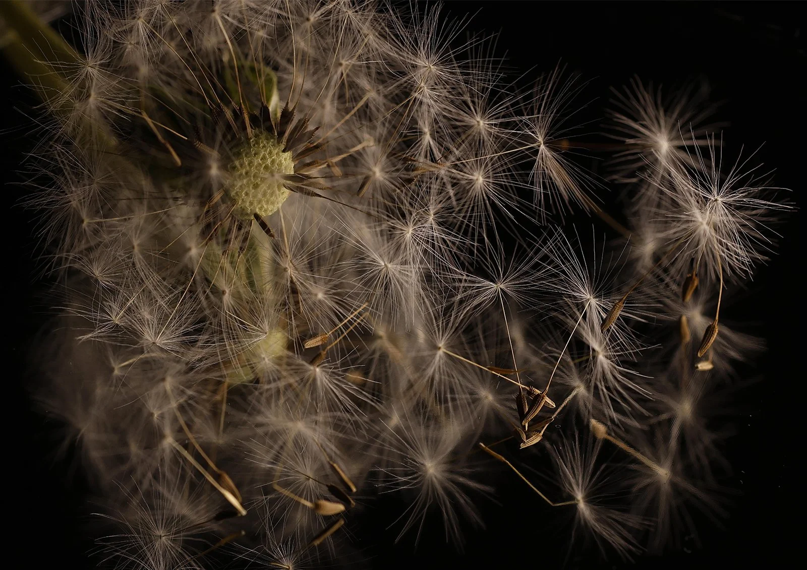 Wishing For Faries - Holly Jephcote