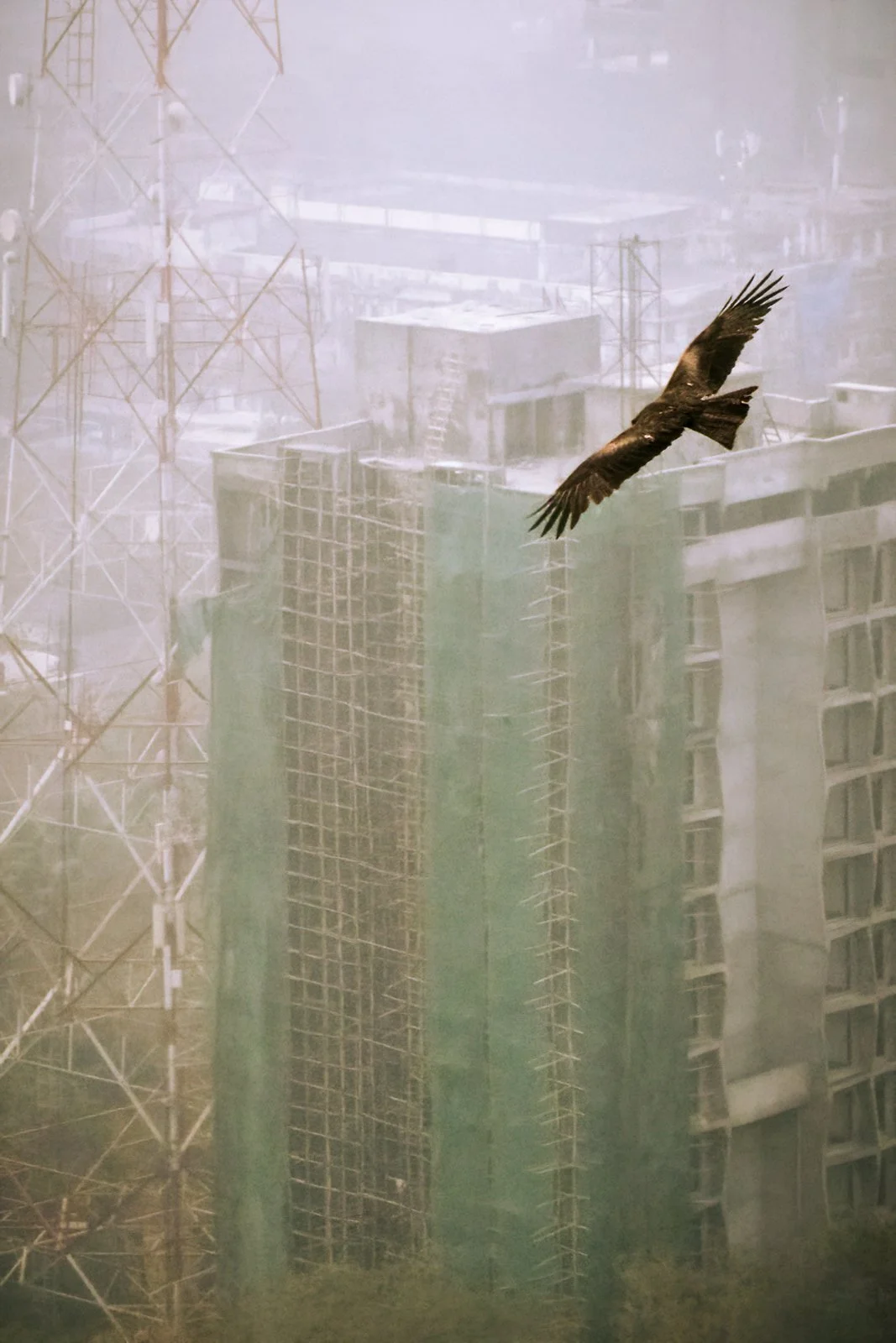 Urban Raptor - Mark Radford