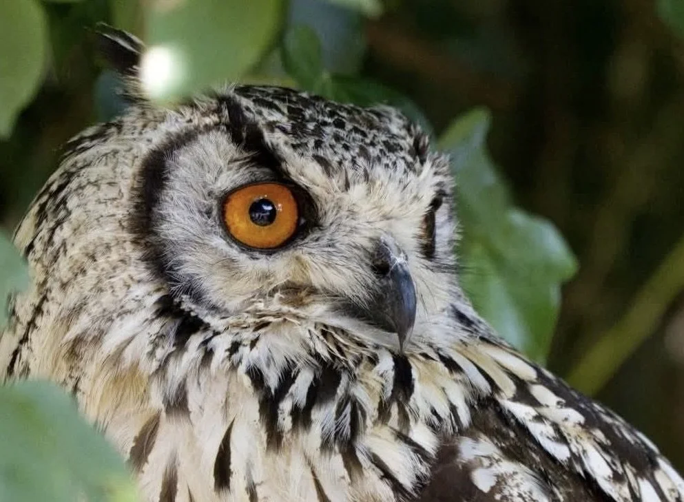 Club Event - Birds Of Prey Workshop