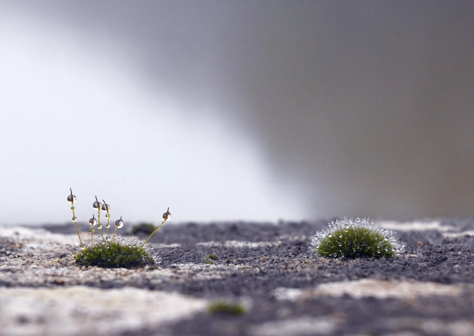 Natures Baubles - Debbie Brown